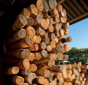 Troncs pour jeu en bois de robinier